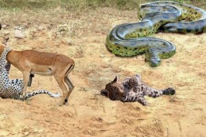 Wild animal fight| Python eat baby leopard while his mother hunt Impala - Buffalo vs Elephant,Baboon