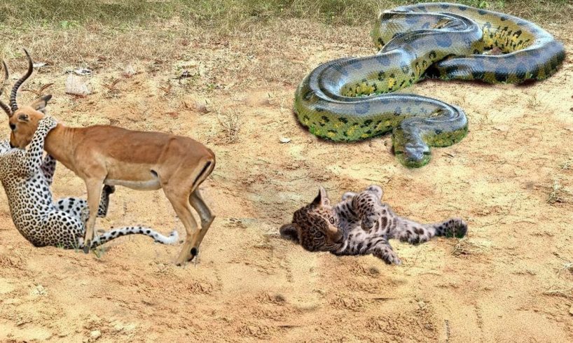 Wild animal fight| Python eat baby leopard while his mother hunt Impala - Buffalo vs Elephant,Baboon