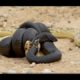 Wild animals fight to death   CRAZIEST Animal Fights Caught     Centipele  ,Snake Alive ,Komodo