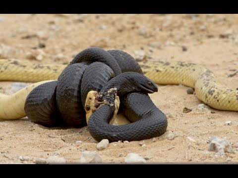 Wild animals fight to death   CRAZIEST Animal Fights Caught     Centipele  ,Snake Alive ,Komodo