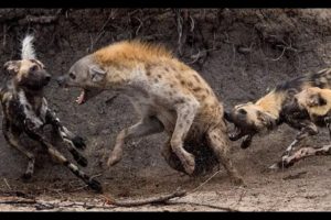 Wild dogs attack hyenas! Animal Fights