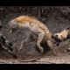 Wild dogs attack hyenas! Animal Fights