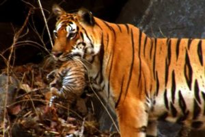 Wild tiger cub | for the first time on film | David Attenborough | Tiger Spy in the Jungle | BBC