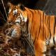 Wild tiger cub | for the first time on film | David Attenborough | Tiger Spy in the Jungle | BBC