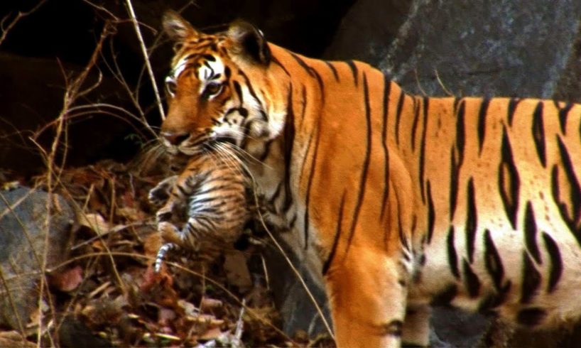 Wild tiger cub | for the first time on film | David Attenborough | Tiger Spy in the Jungle | BBC