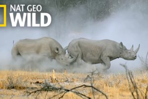 Witness a Rhino Rumble | Animal Fight Night