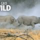 Witness a Rhino Rumble | Animal Fight Night