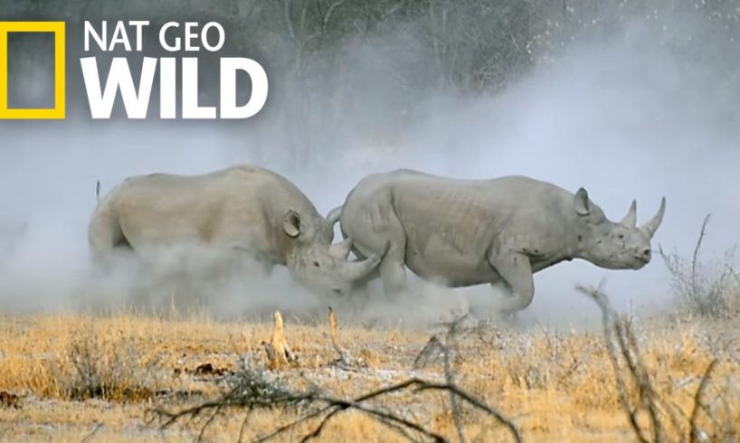Witness a Rhino Rumble | Animal Fight Night