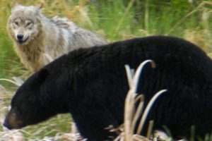 Wolf Protects Pups From a Bear | BBC Earth