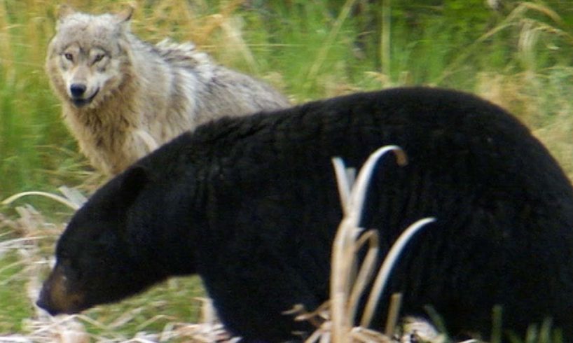 Wolf Protects Pups From a Bear | BBC Earth