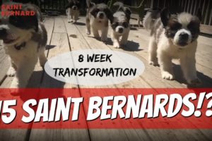 World's Cutest Puppies - Owning 15 Saint Bernards