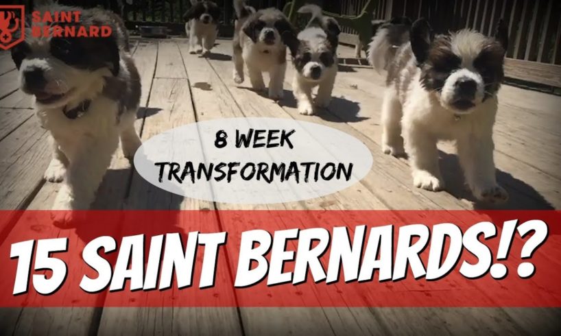 World's Cutest Puppies - Owning 15 Saint Bernards