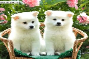 World's Cutest Puppies Photos Collection - Very Cute Puppy Dogs
