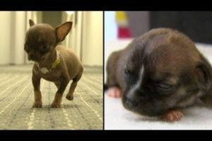 World's Smallest Dog! Which of These Cute Puppies is The Tiniest Dog in the World