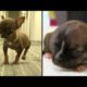 World's Smallest Dog! Which of These Cute Puppies is The Tiniest Dog in the World