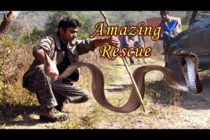 Wow !!!!! ..Huge Snakes Rescued in the Wild - "SNAKE RESCUE"