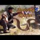 Wow !!!!! ..Huge Snakes Rescued in the Wild - "SNAKE RESCUE"