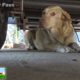 Yellow Labrador dumped after being used for breeding puppies.  Look how happy she is now!