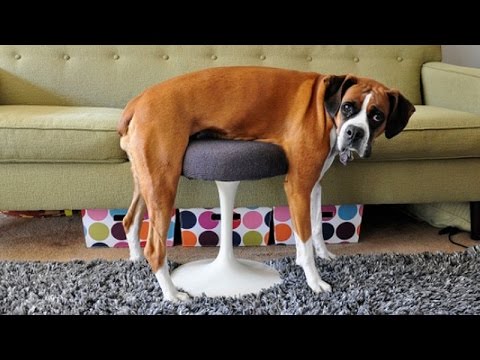 You can't resist laughing while watching animals - Funny animal compilation