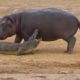 Young Hippo Tries to Play With Crocodile | National Geographic