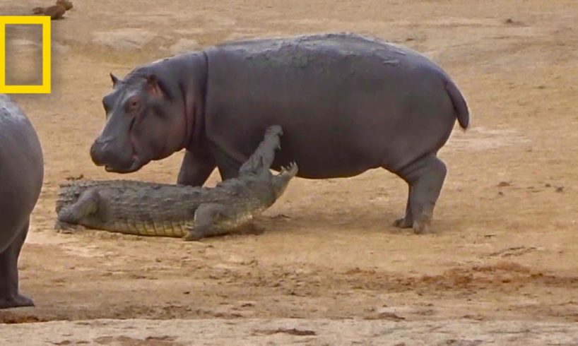 Young Hippo Tries to Play With Crocodile | National Geographic