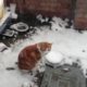 animals playing in snow