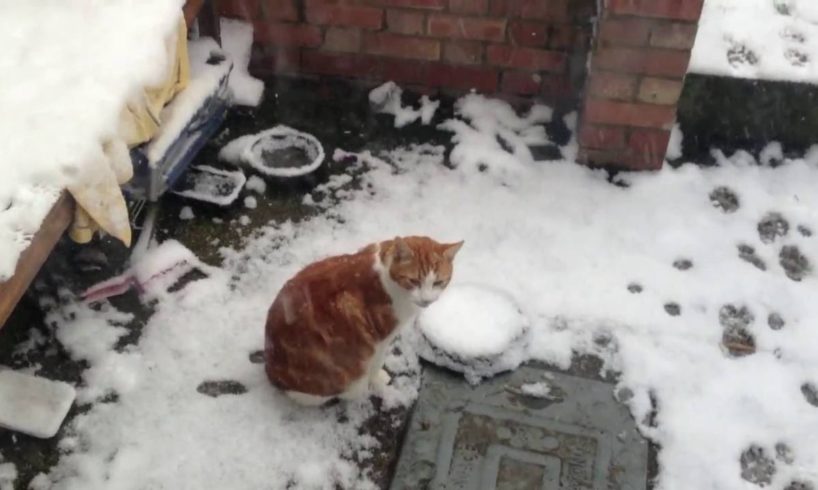 animals playing in snow