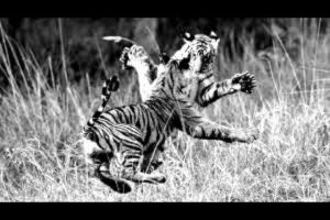 best animal fight and mating
