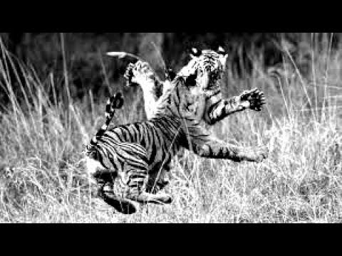 best animal fight and mating
