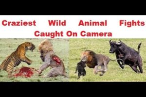 best of wild animal fight to death compilation 2019 | CRAZIEST Animal Fights Caught On Camera 2019