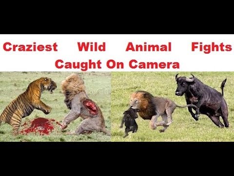 best of wild animal fight to death compilation 2019 | CRAZIEST Animal Fights Caught On Camera 2019