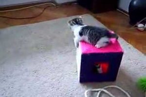 kittens playing,  funny animals, cats