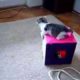 kittens playing,  funny animals, cats