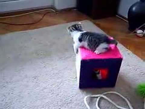 kittens playing,  funny animals, cats