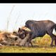 lion vs wildebeest Real fight!! animal fight!!