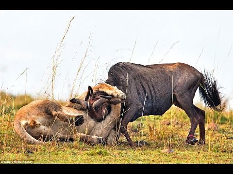 lion vs wildebeest Real fight!! animal fight!!