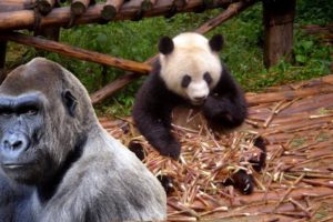 panda  very beautiful animals playing in park | very interesting animals panda & gorila