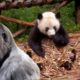 panda  very beautiful animals playing in park | very interesting animals panda & gorila