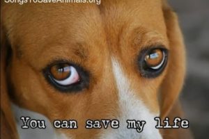 "Choose Me" - Songs to Save Animals