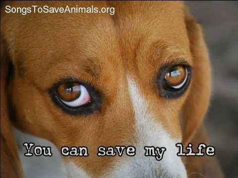 "Choose Me" - Songs to Save Animals