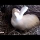 rabbit playing. 2019. new.Adventure.funny bunny rabbit videos. ウサギ. cute animals. うさぎ. game. pet. 토끼