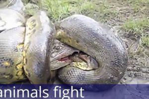 top 10 animal fights, best fights, wild fights,dangerous fights