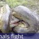 top 10 animal fights, best fights, wild fights,dangerous fights