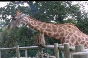 zoo animals in france including meerkats playing