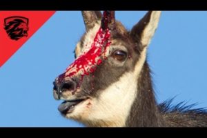 ► Eagle vs Mountain Goat  - THE RAMBO GOAT - animal fight 2016