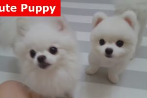 ♥Cute Puppies - Cute Puppy♥ Cutest Pomeranian Puppy Compilation Ever