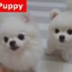 ♥Cute Puppies - Cute Puppy♥ Cutest Pomeranian Puppy Compilation Ever