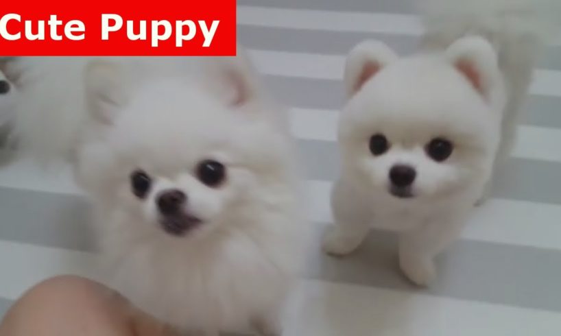 ♥Cute Puppies - Cute Puppy♥ Cutest Pomeranian Puppy Compilation Ever