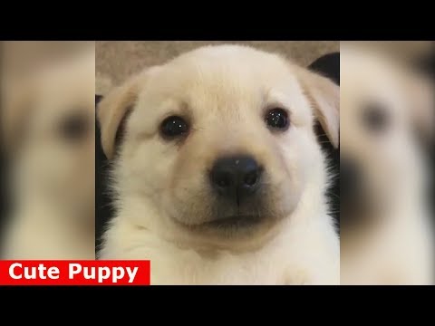 ♥Cute Puppies - Cute Puppy♥ Funniest Labrador Retriever Puppies Compilation Ever