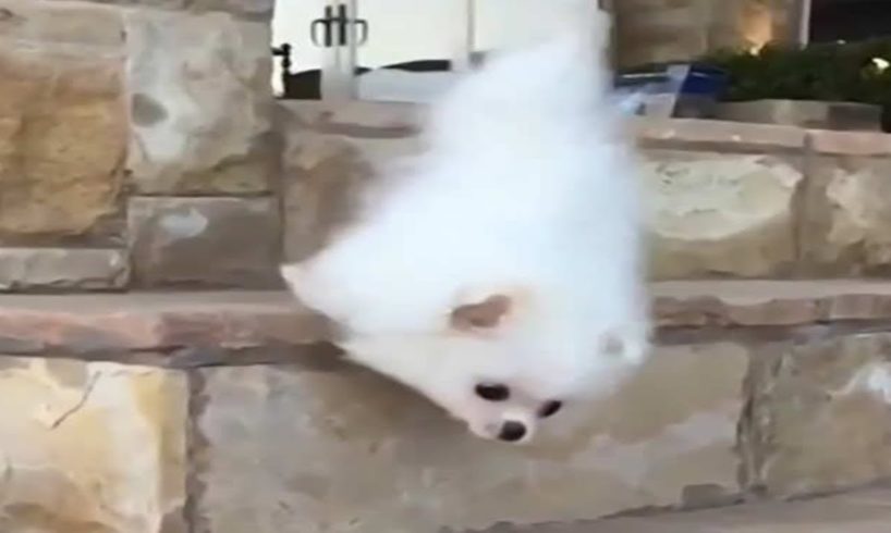 ⯈CUTE & FUNNY: PUPPIES Falling Down Stairs COMPILATION HD